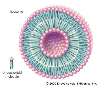 Voici à quoi ressemble un Liposome